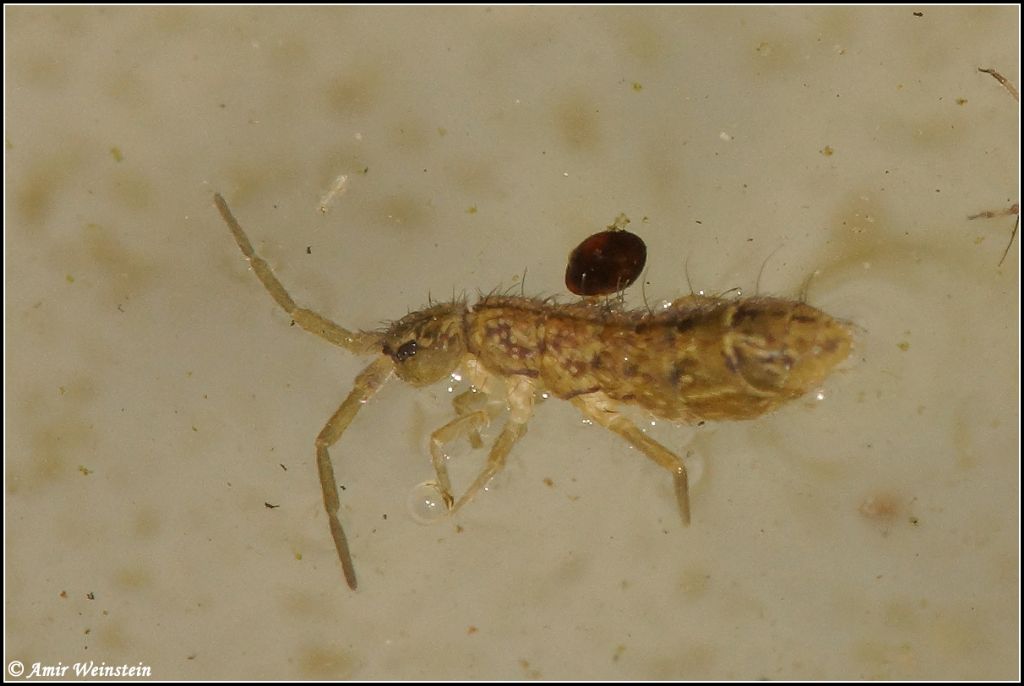 Collembola d''Israele  - ID Request